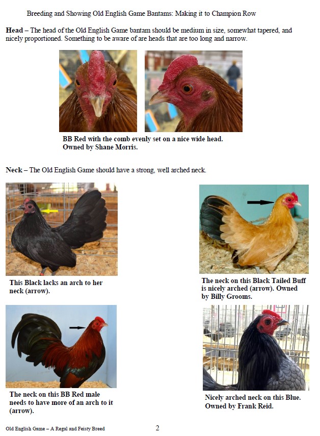 breeding-and-showing-old-english-game-bantams-making-it-to-champion