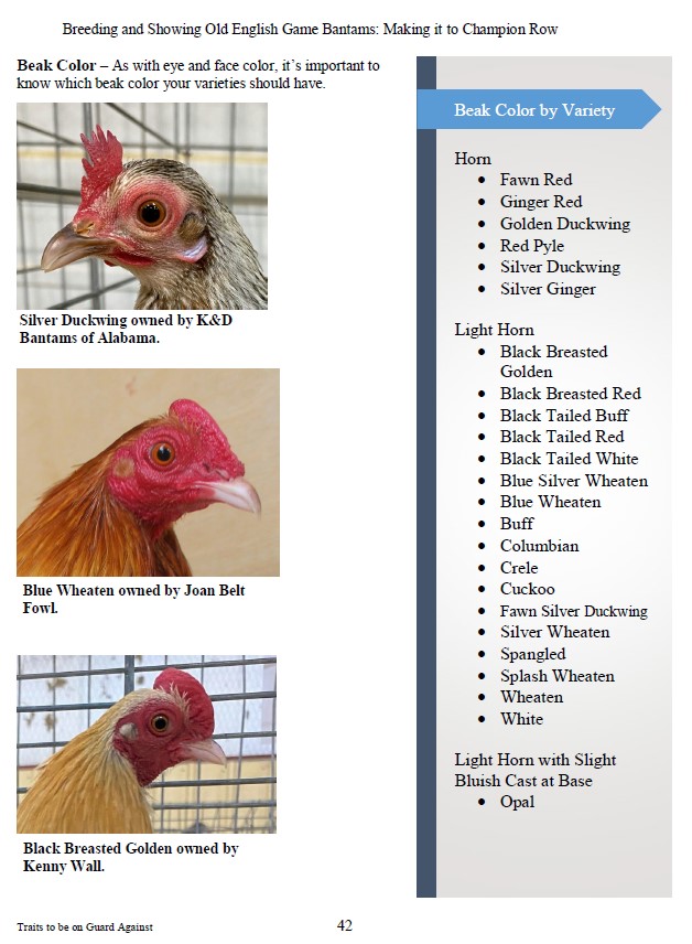 breeding-and-showing-old-english-game-bantams-making-it-to-champion