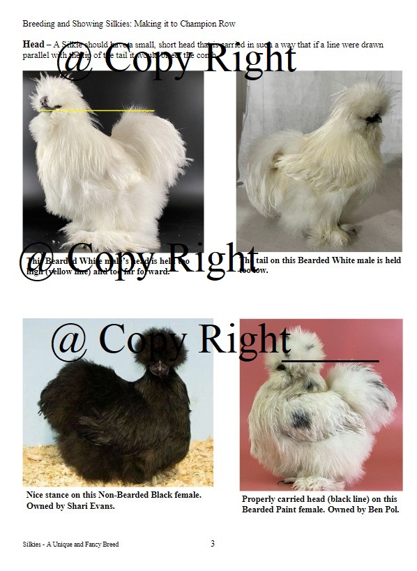 Breeding and Showing Silkies Making it to Champion Row Clucker Books